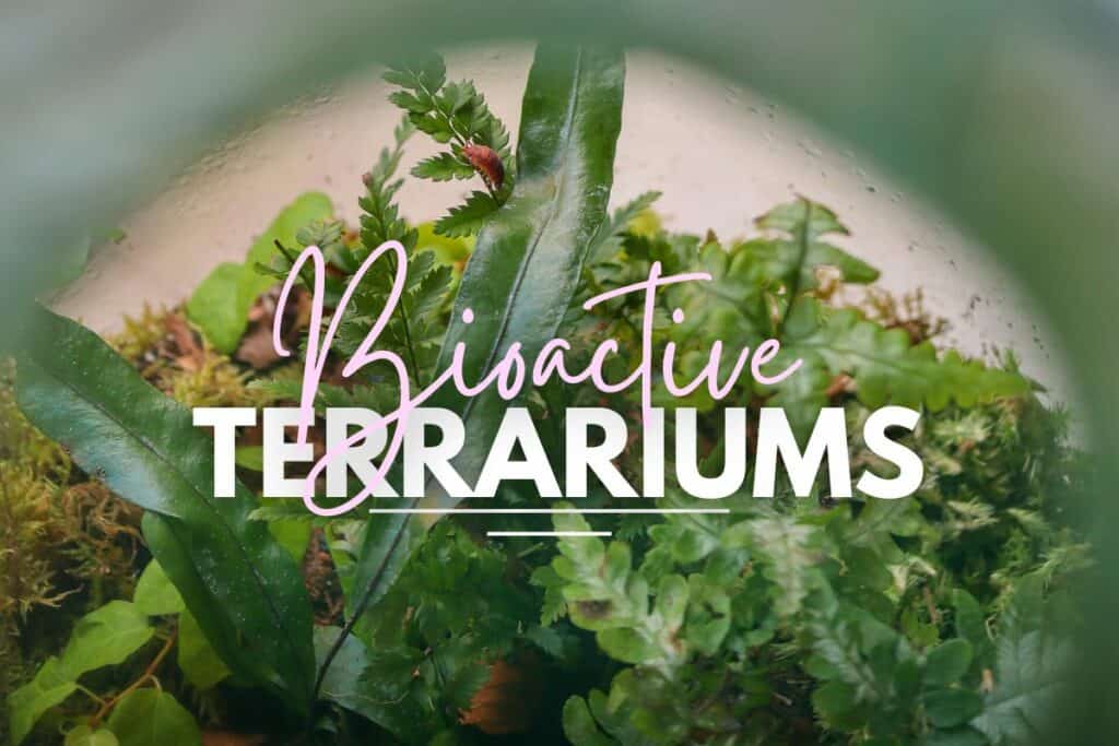 What is a Bioactive Terrarium? (+ How to Make One) Terrarium Tribe