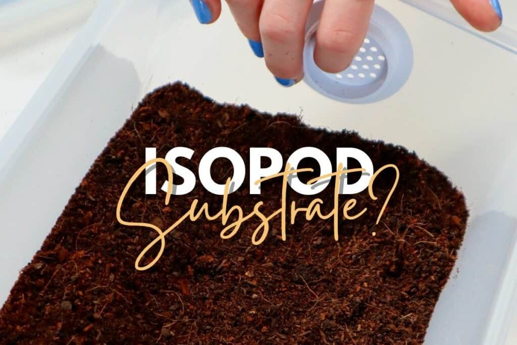 Isopod Substrate Guide The Best Materials and Mixes to Use