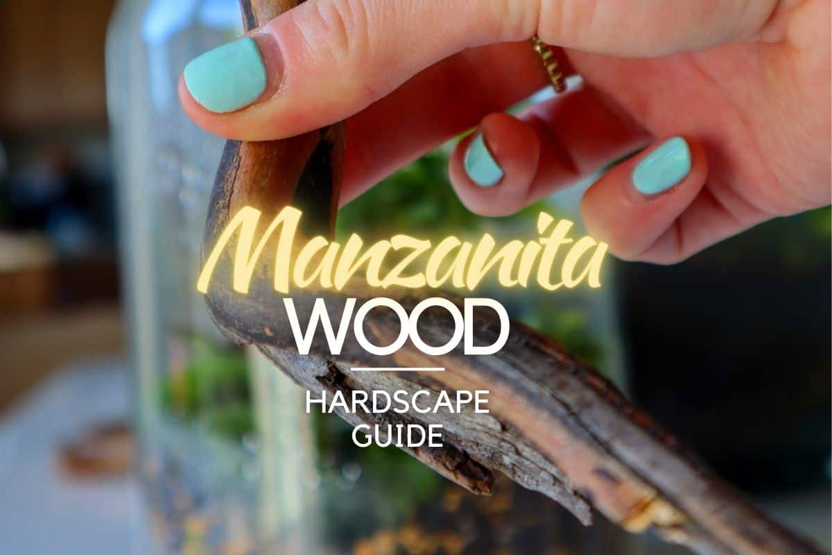 Gifts For People Who Have Everything - Making Manzanita