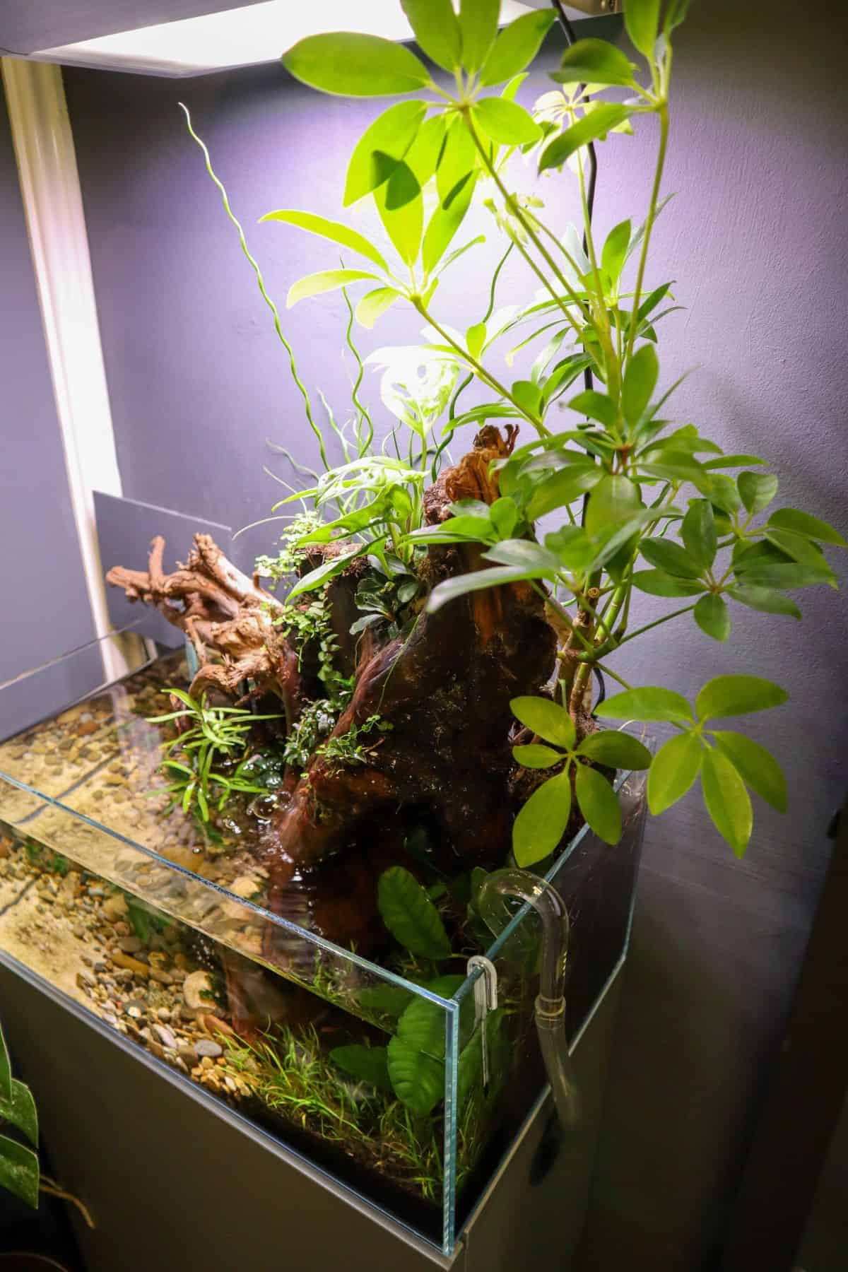 Paludarium with emersed growth