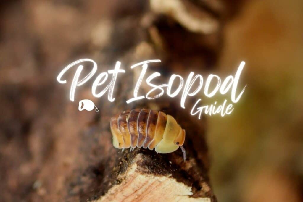 The Complete Pet Isopod Guide Picks, Enclosure Setup & Care