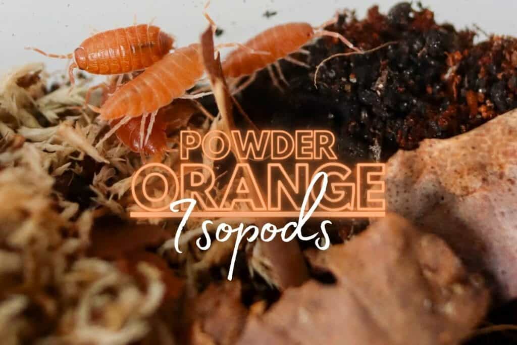 Powder Orange Isopods (Porcellionides pruinosus) Care Guide