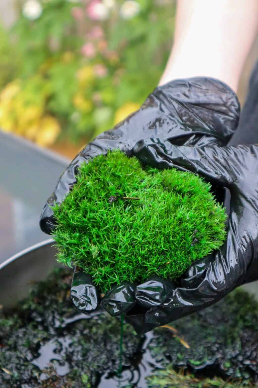 How to Preserve Moss for Decoration & Wall Art [Easy Guide] Terrarium