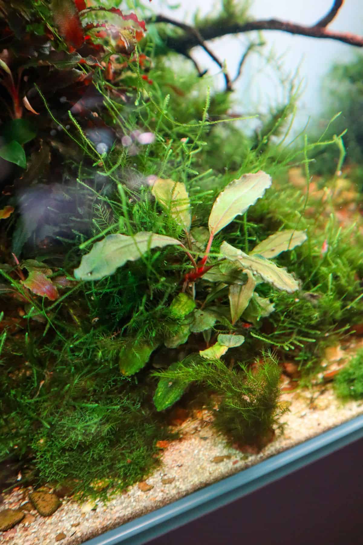 bucephalandra underwater