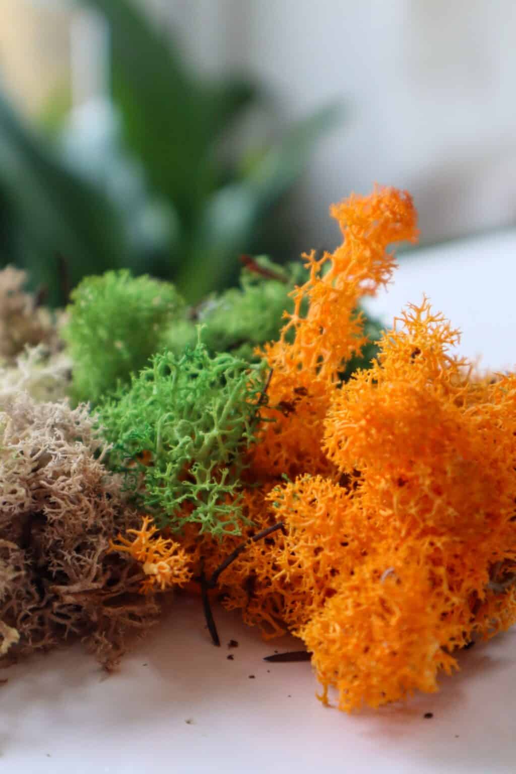 How to Preserve Moss for Decoration & Wall Art [Easy Guide] Terrarium