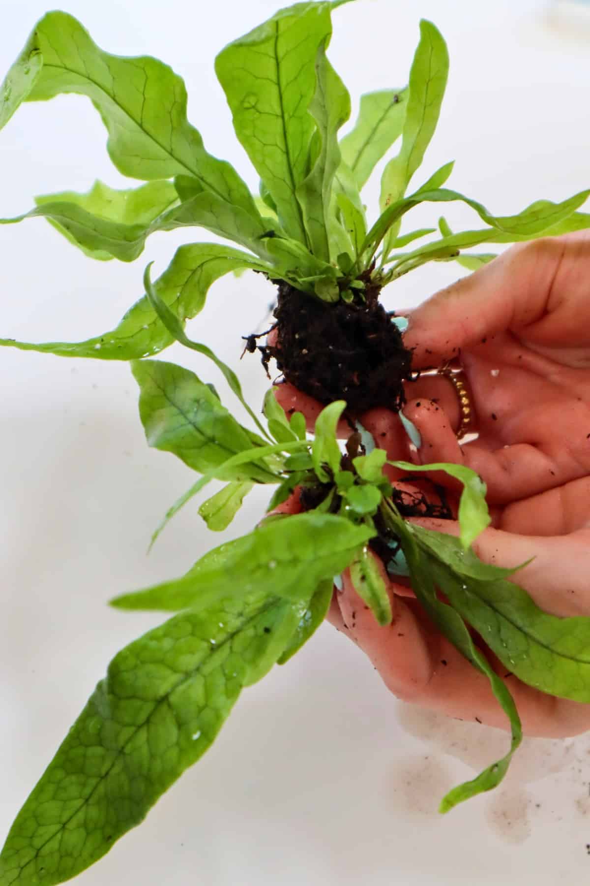 dividing crocodile fern