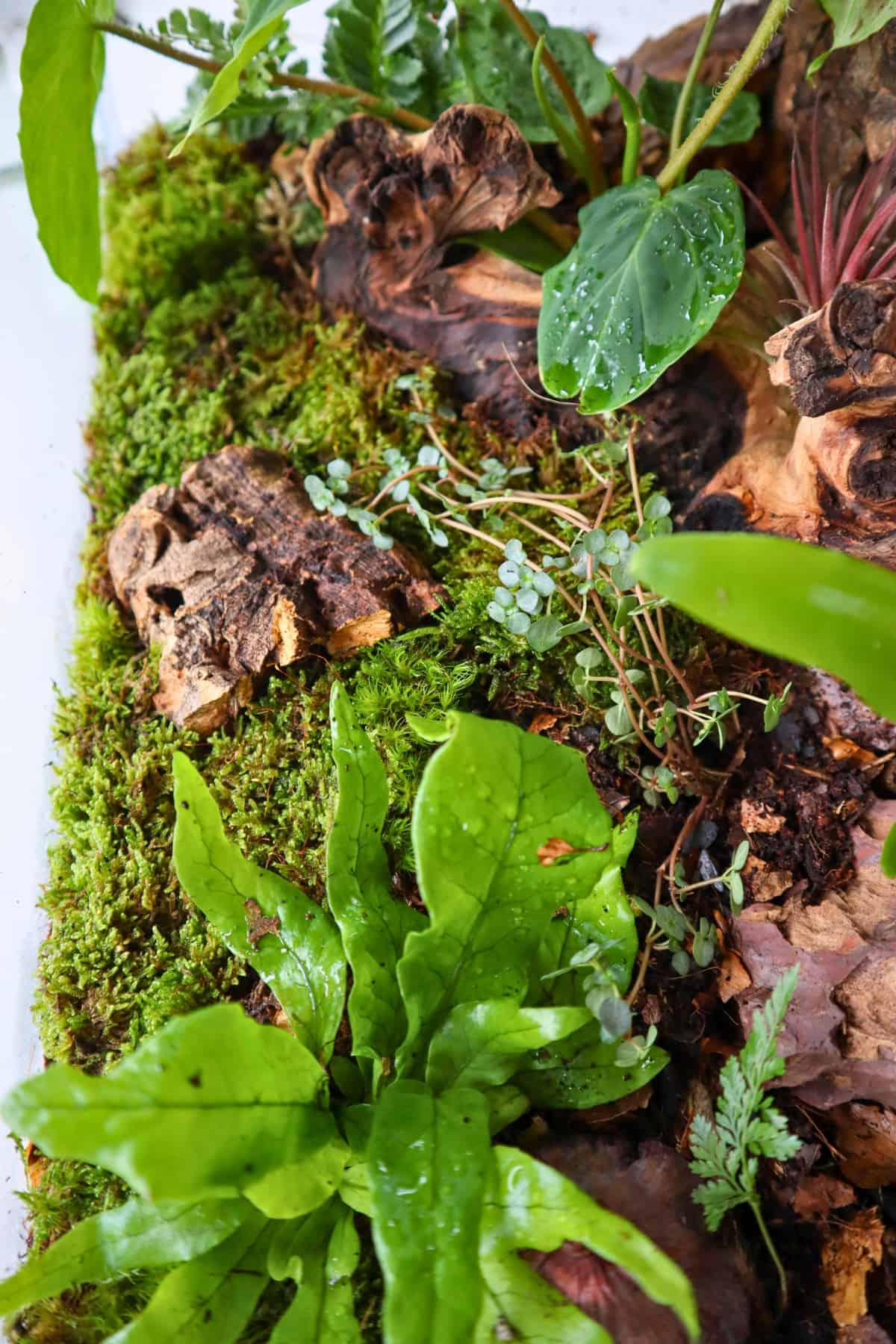 crocodile fern in tropical terrarium build