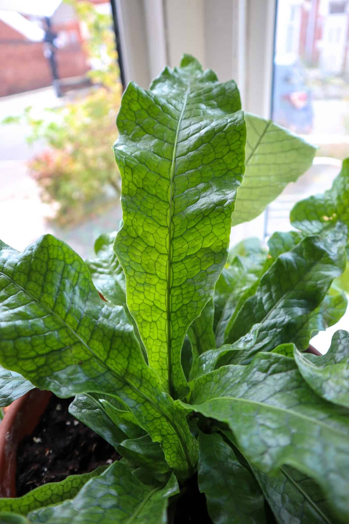 crocodile fern near window