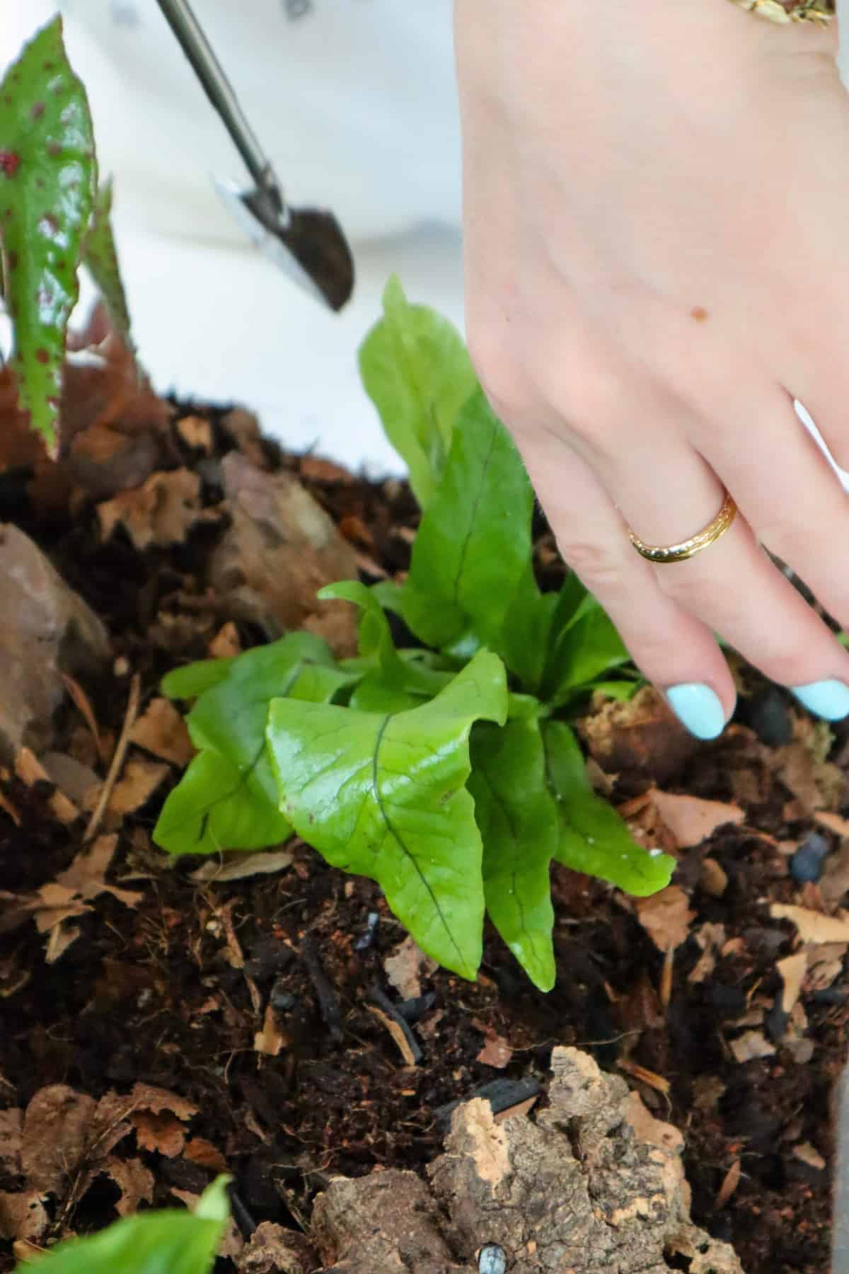 planting crocodile fern in soil