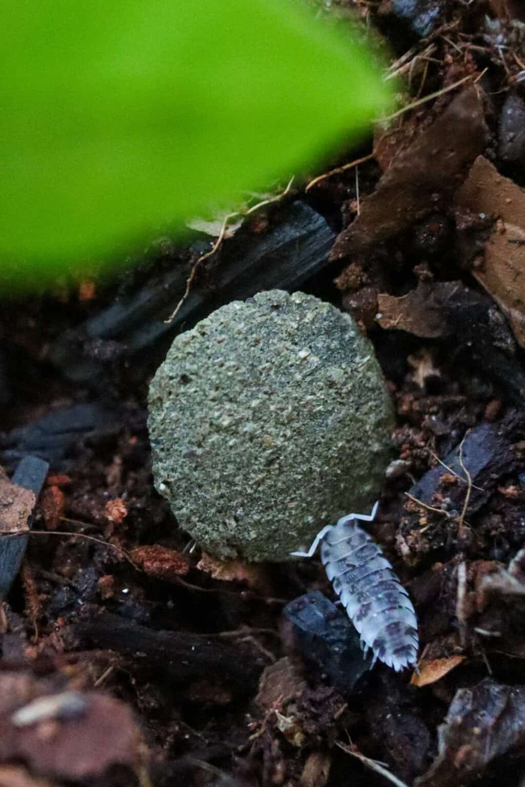 Dairy Cow Isopods (Porcellio laevis) Bioactive Pet Guide Terrarium