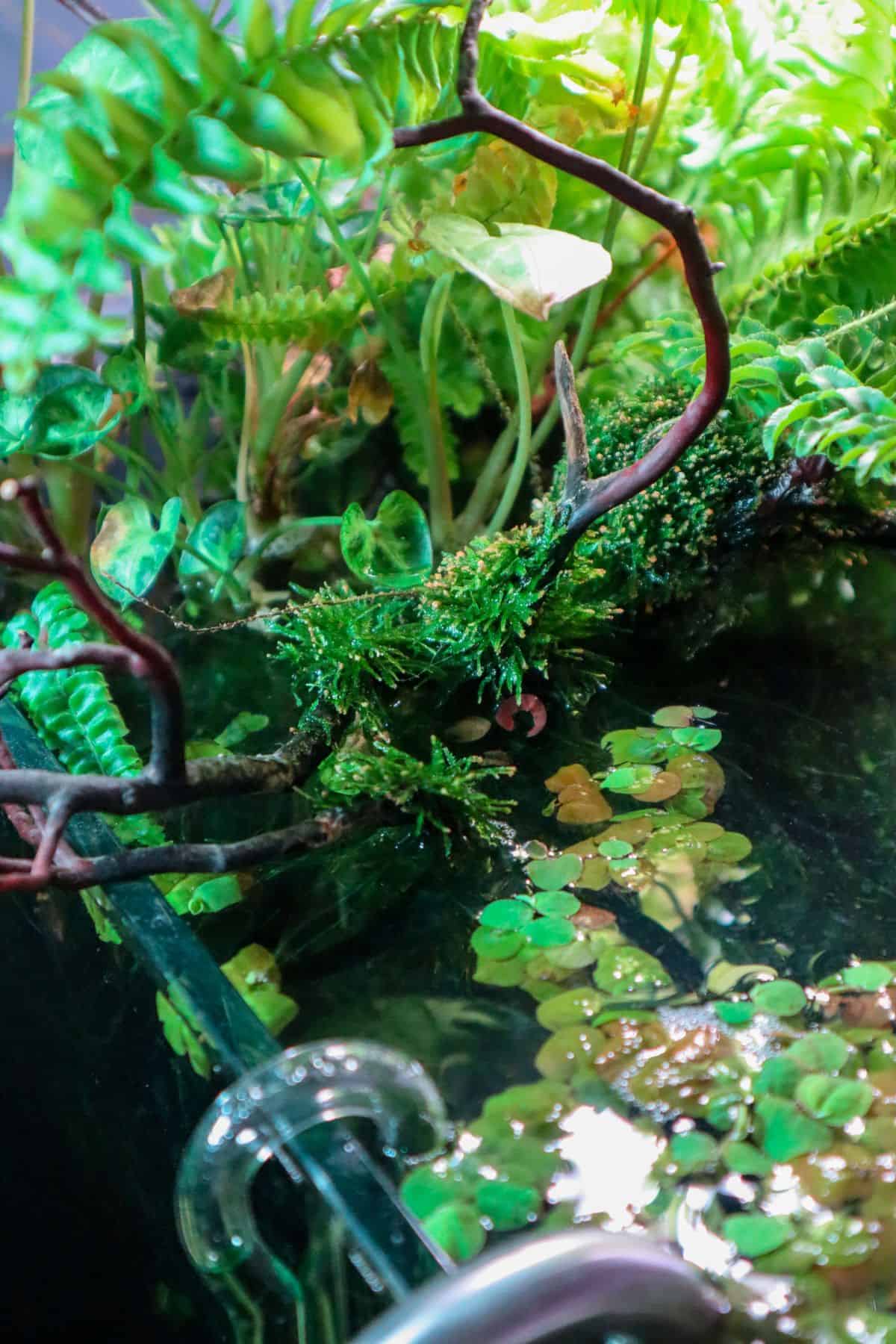 emersed plant growth in tank