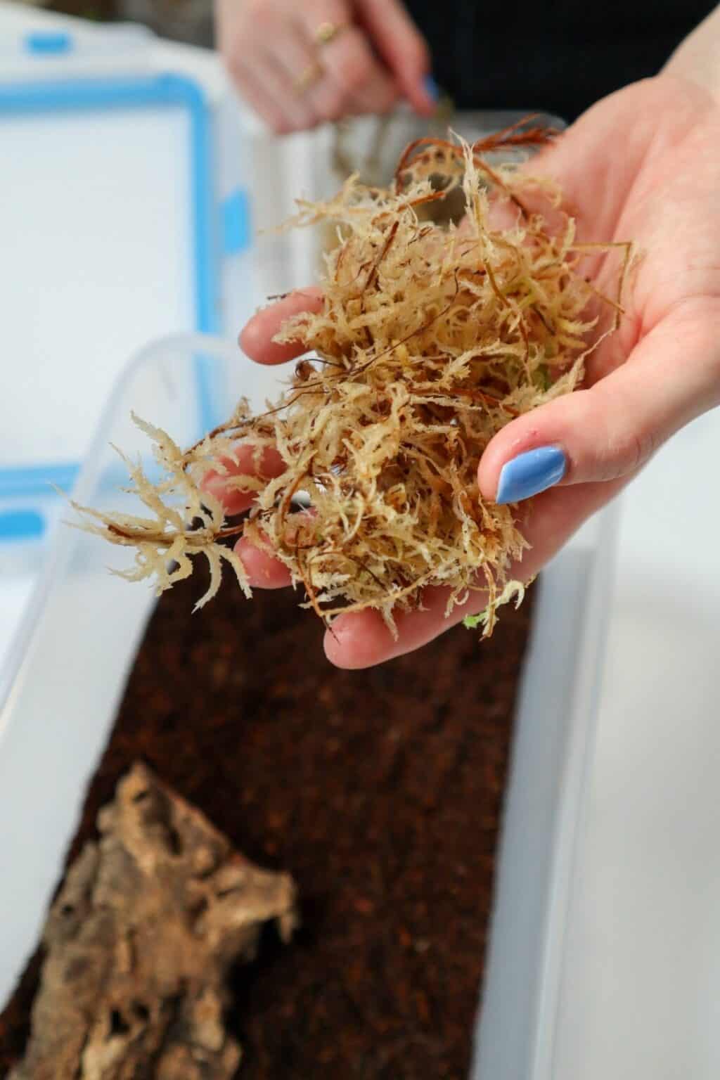 Isopod Substrate Guide The Best Materials and Mixes to Use