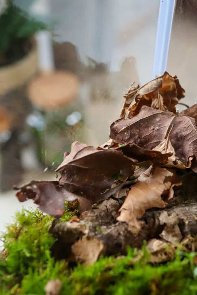Terrarium Leaf Litter at William Fetters blog