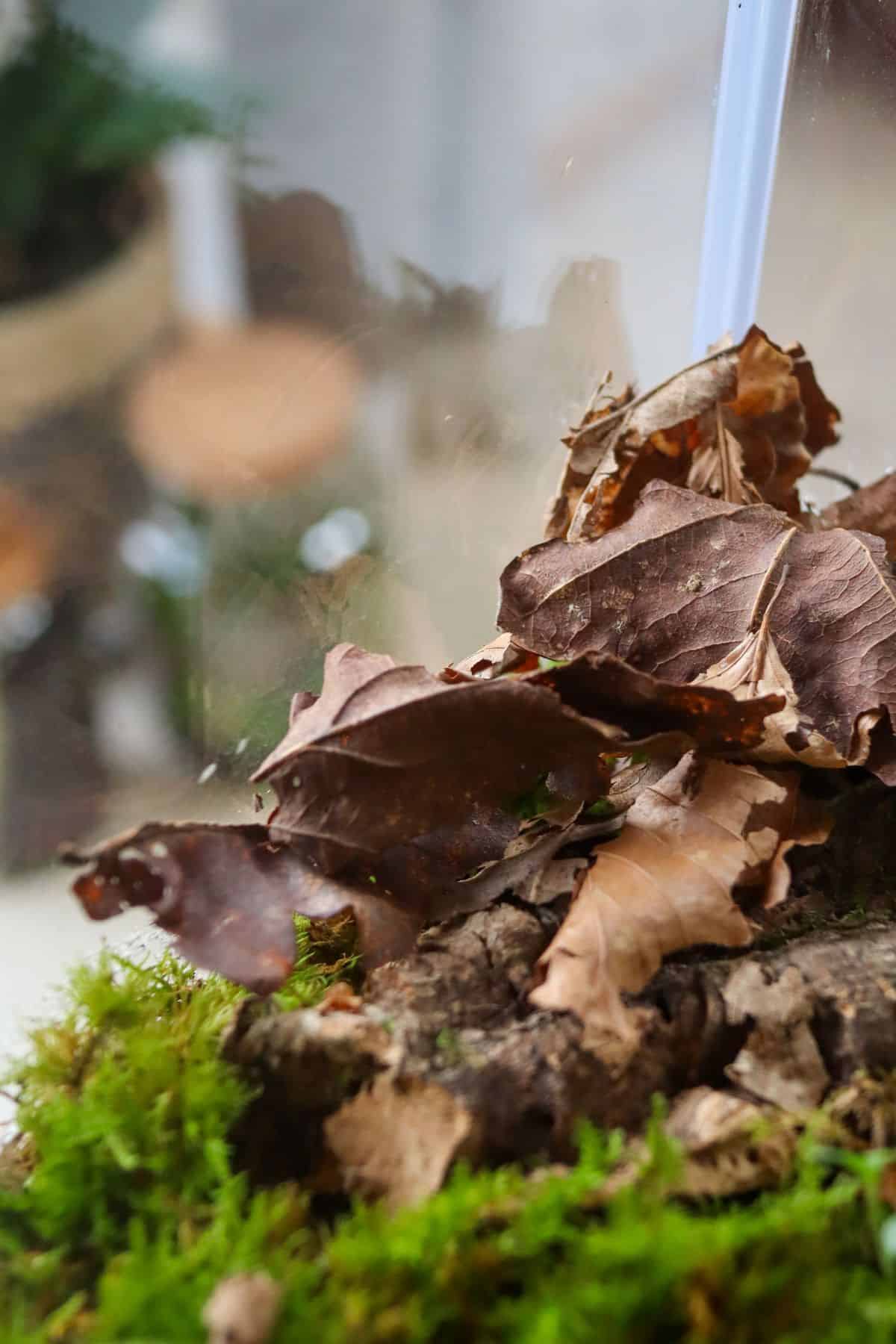 leaf litter in terrarium