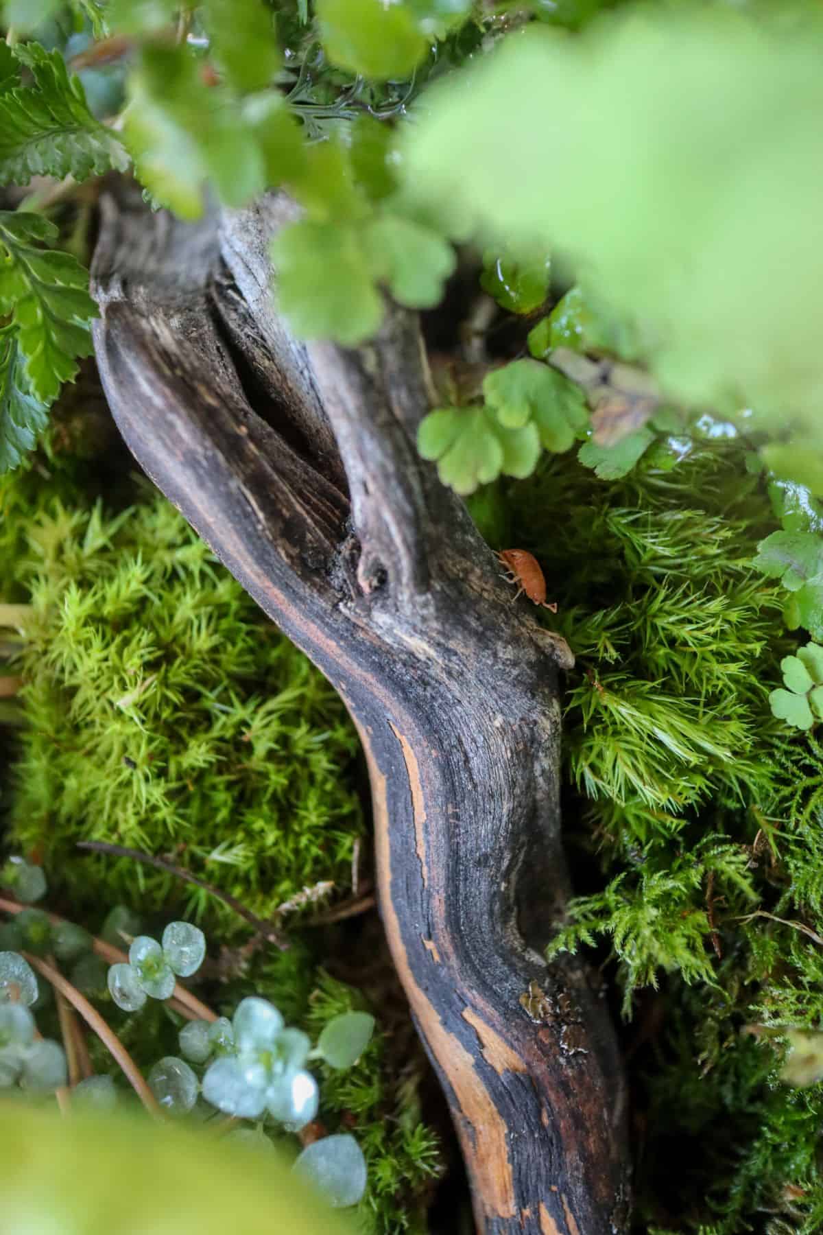 manzanita wood branch in terrarium