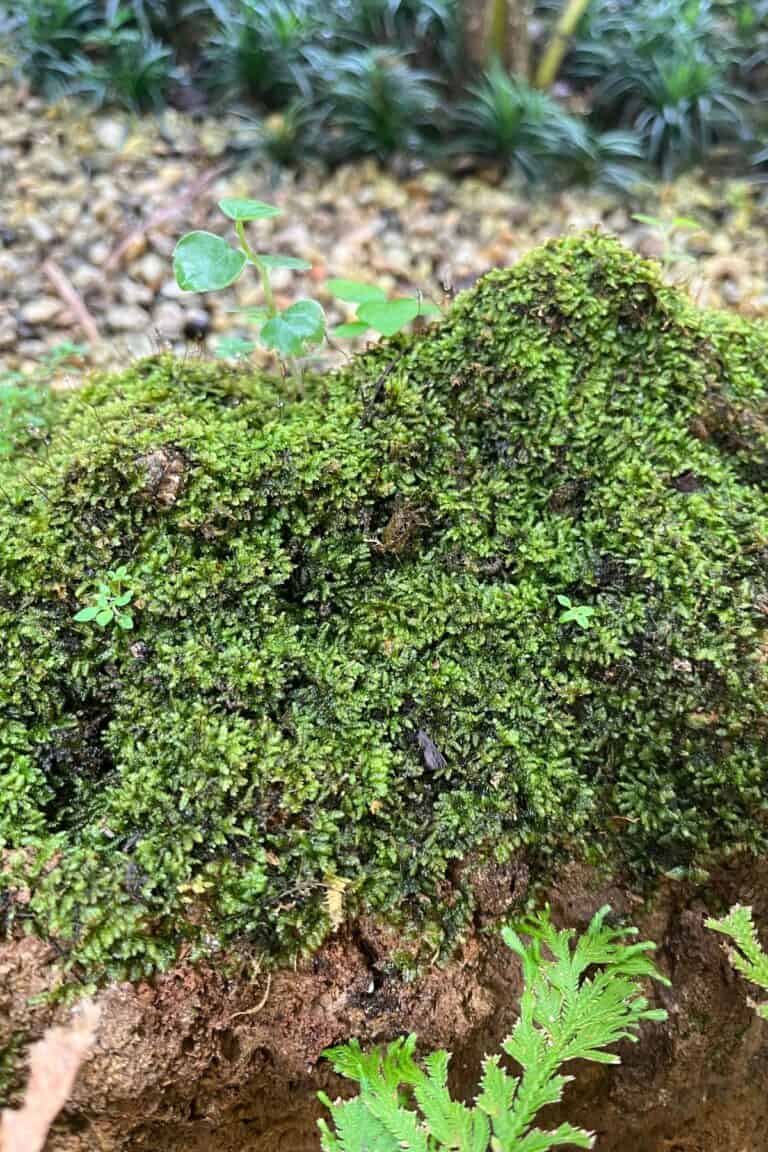 How to Preserve Moss for Decoration & Wall Art [Easy Guide] Terrarium