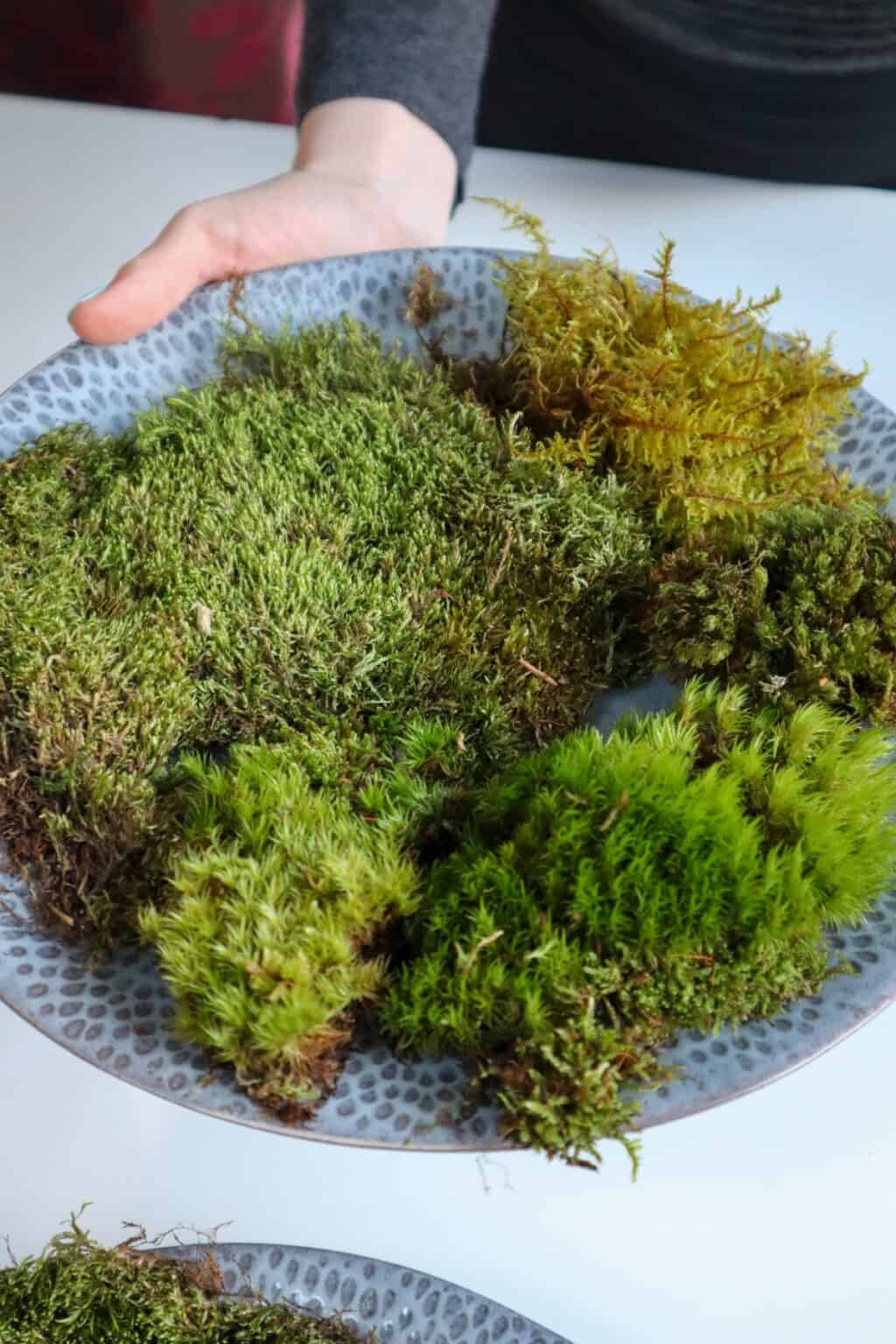 How to Preserve Moss for Decoration & Wall Art [Easy Guide] Terrarium Tribe