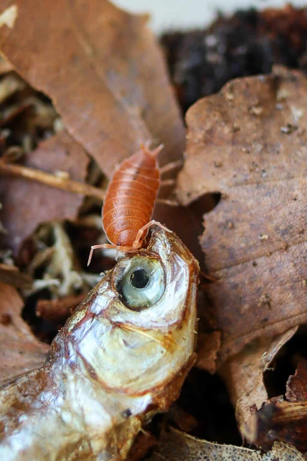 Powder Orange Isopods (Porcellionides pruinosus) Care Guide