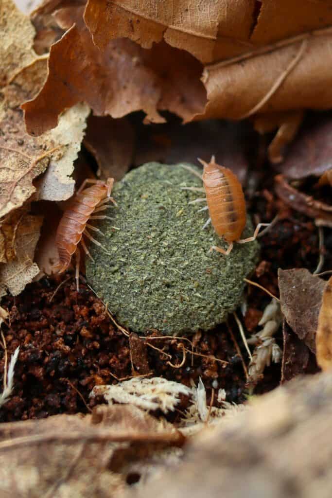 Powder Orange Isopods (Porcellionides pruinosus) Care Guide