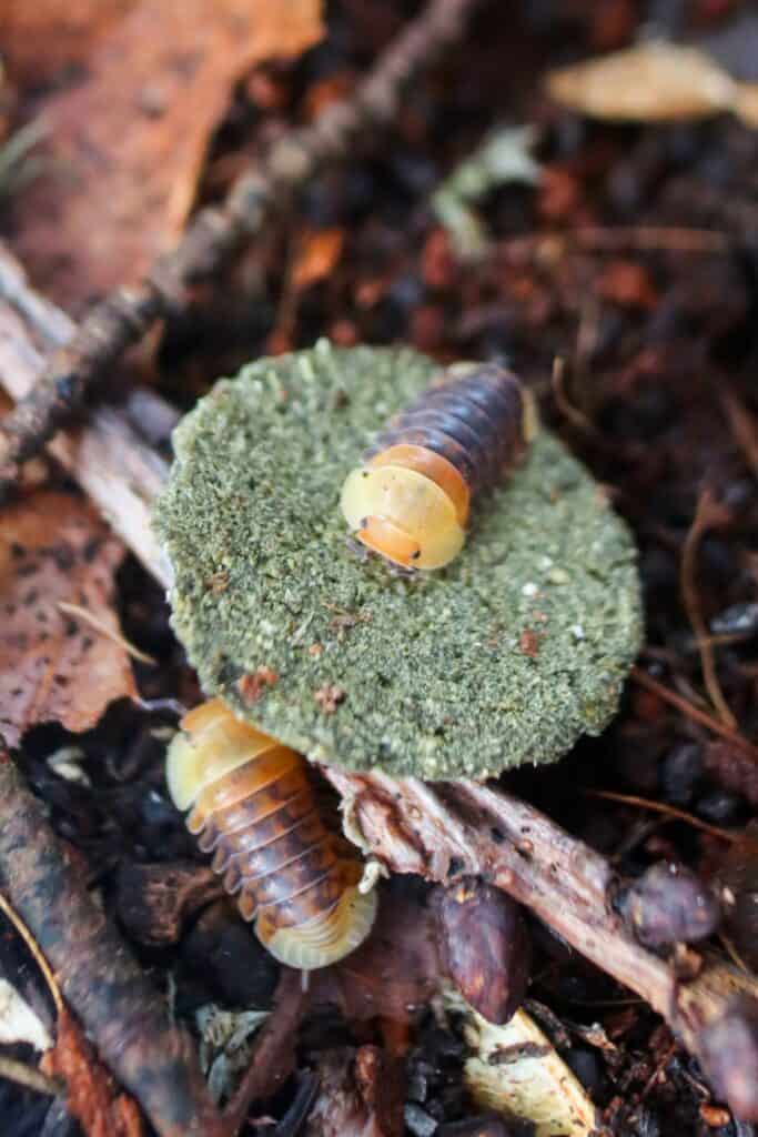 Meet the Super Cute (and Super Rare) Rubber Ducky Isopod!