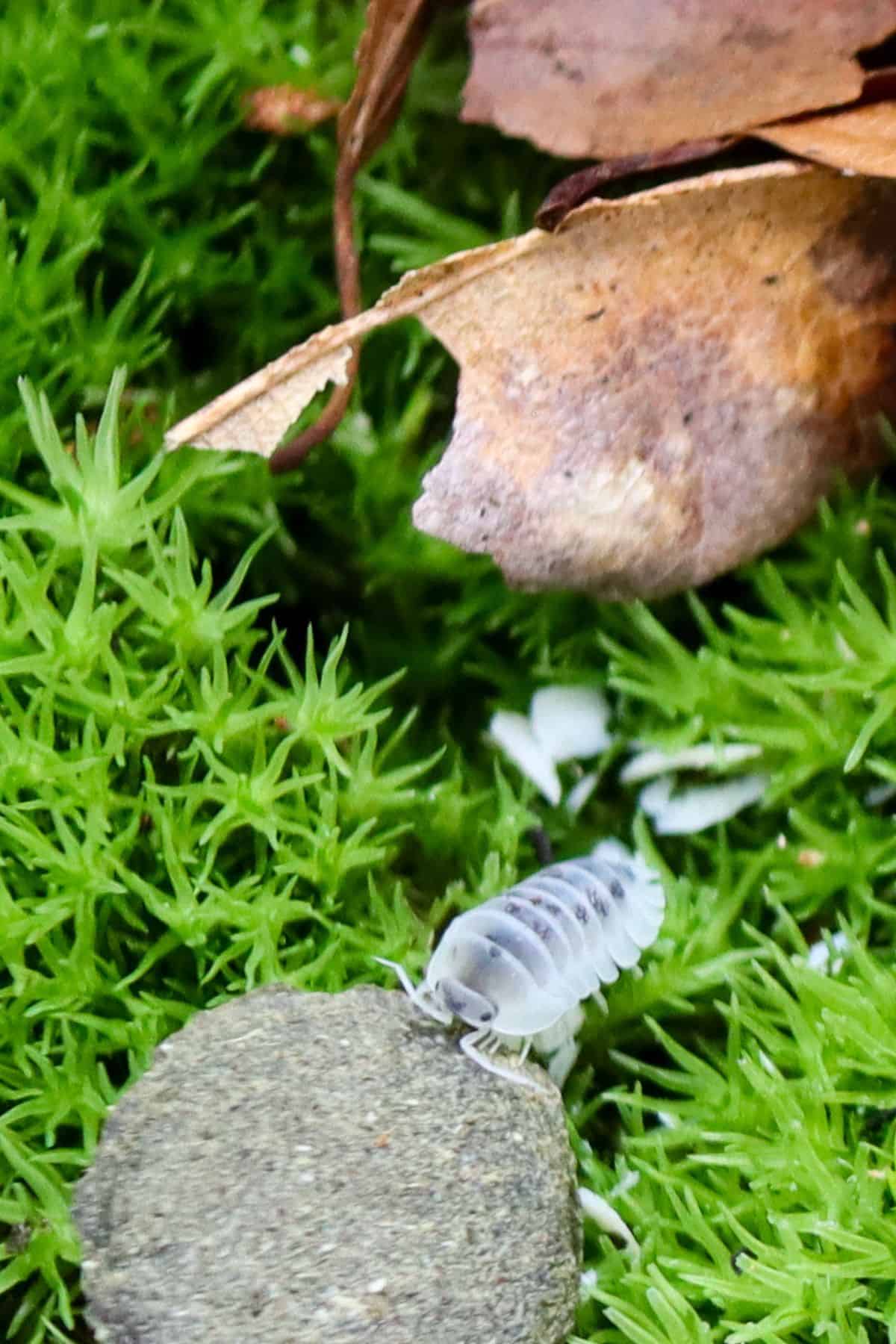 shiro utsuri isopod eating algae disk