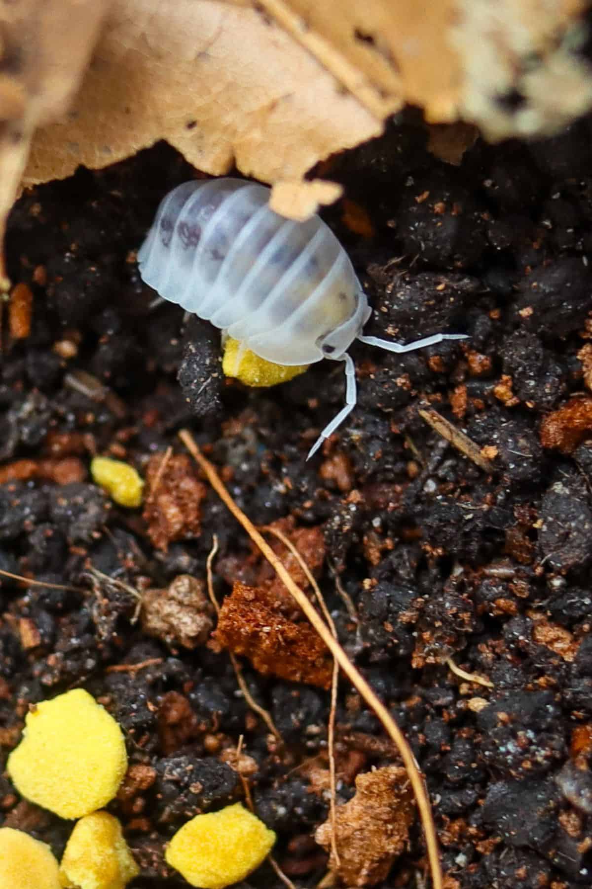 shiro utsuri isopod feeding on bee pollen