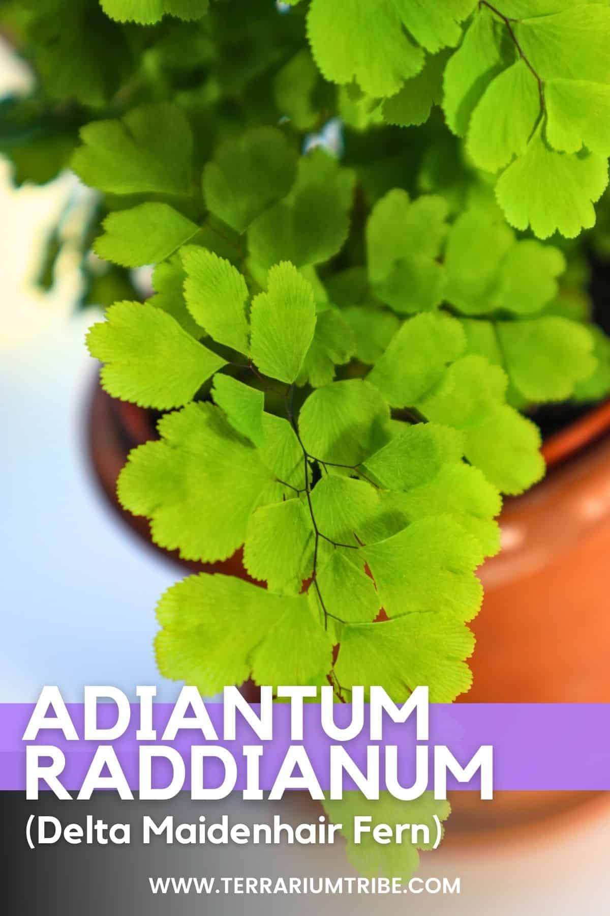 Adiantum raddianum: The Delta Maidenhair Fern 