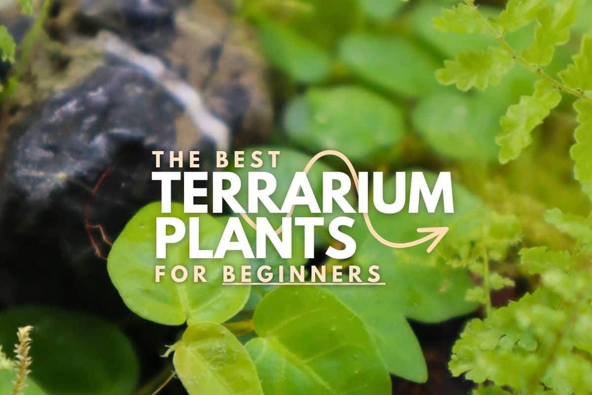 The 10 Best Terrarium Plants for Beginners (Easy Care Picks)