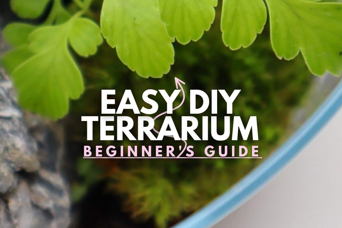 Terrarium Kit with 15 Items DIY Terrarium Supplies Create Your Own Terrarium