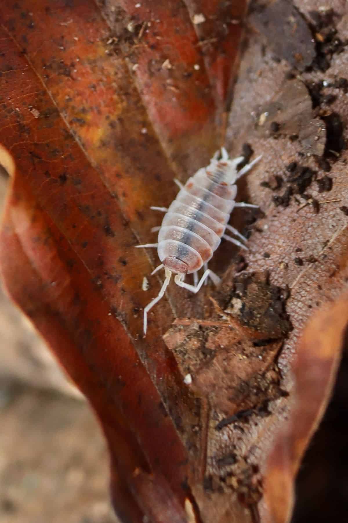 orange cream isopod