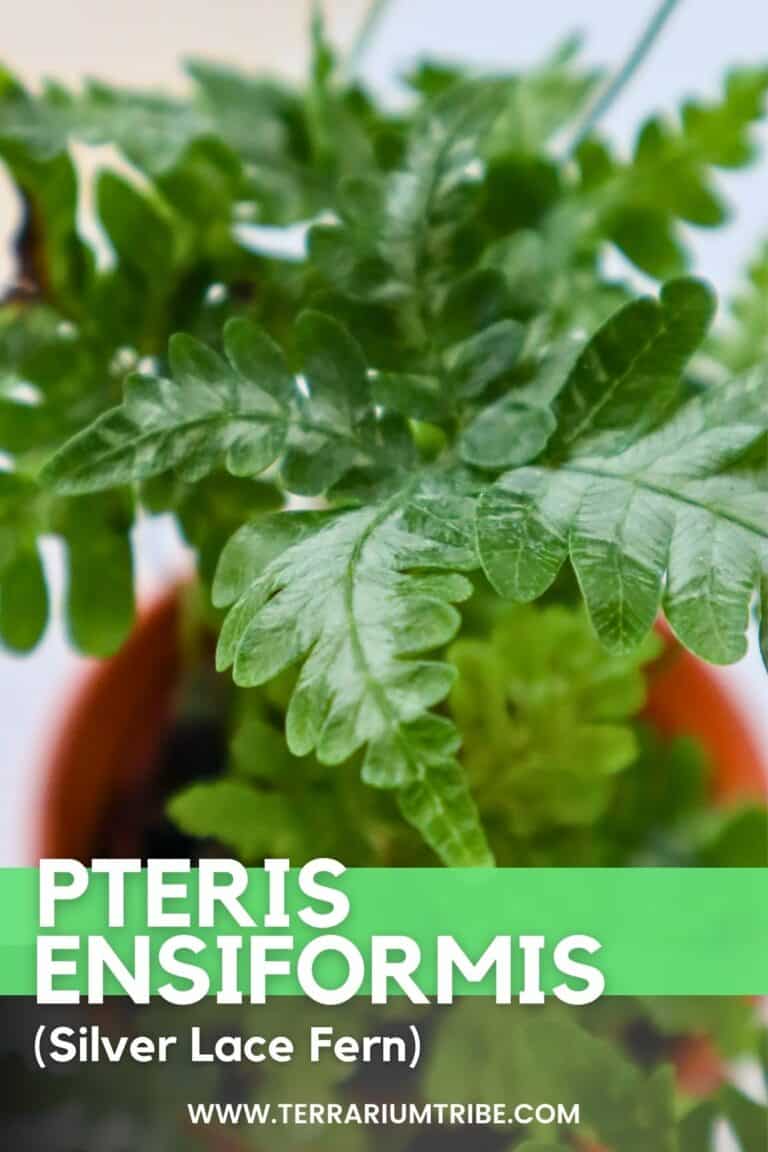 Silver Lace Fern Guide (Pteris ensiformis ‘Evergemiensis’)