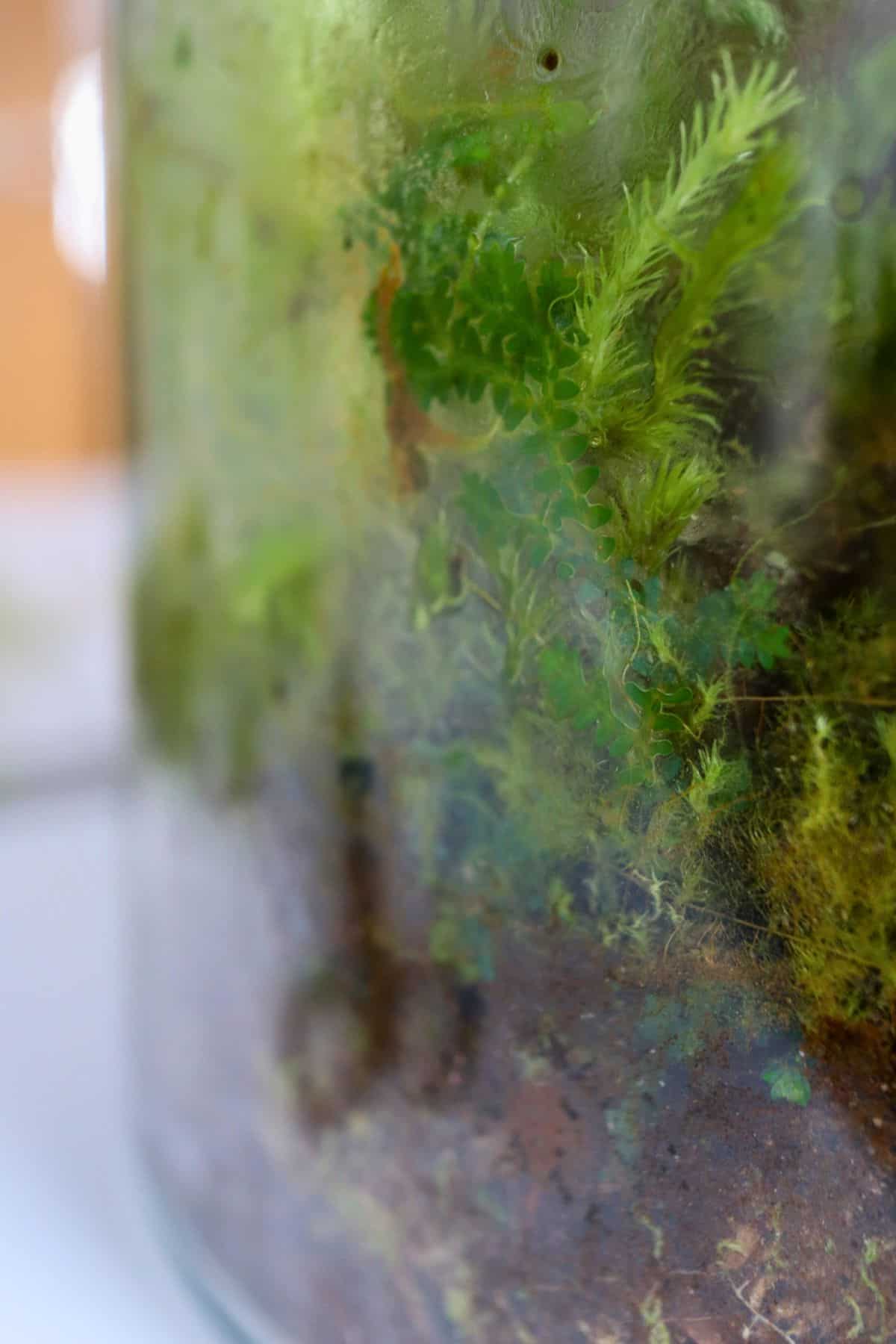 Selaginella uncinata  in terrarium