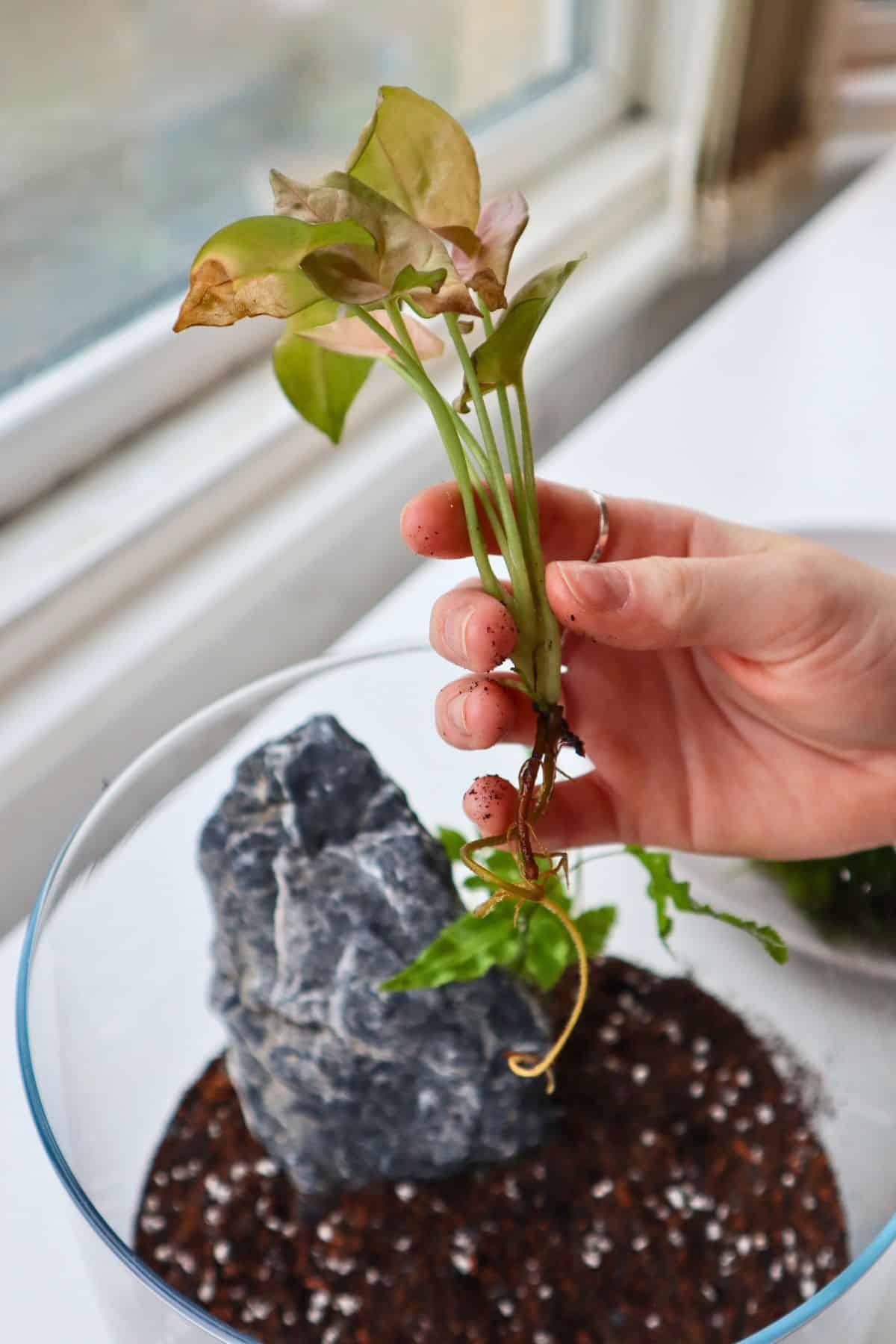 adding pink syngonium to tropical terrarium