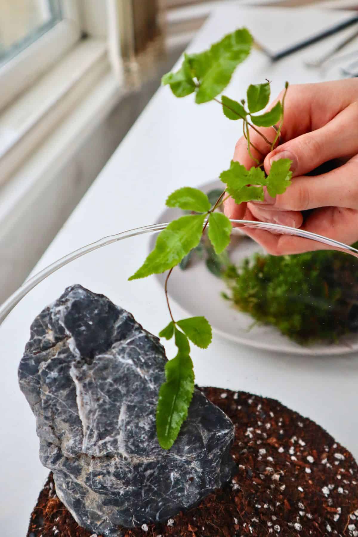 adding pteris fern to tropical terrarium