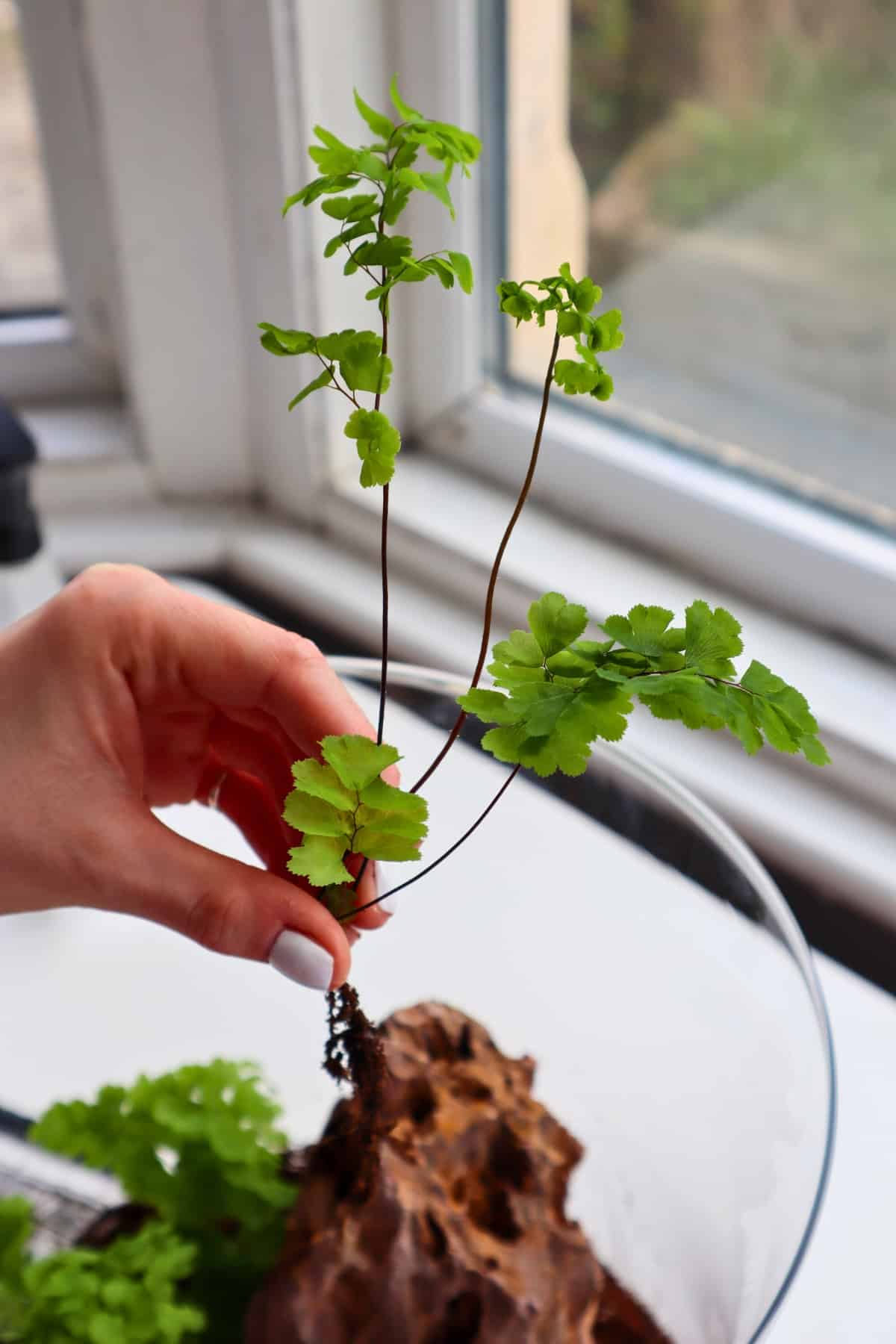 delta maidenhair fern frond