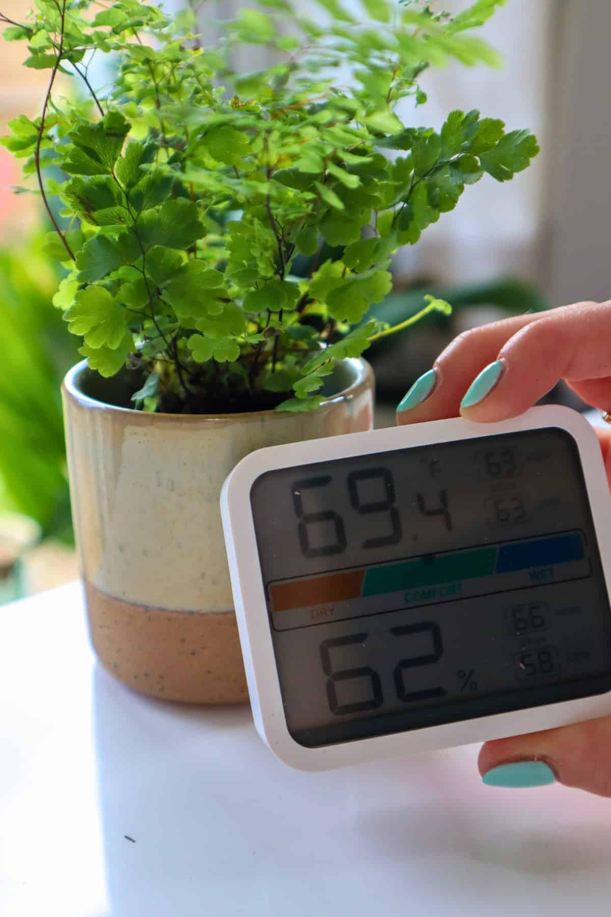 delta maidenhair fern with humidity and temperature guage