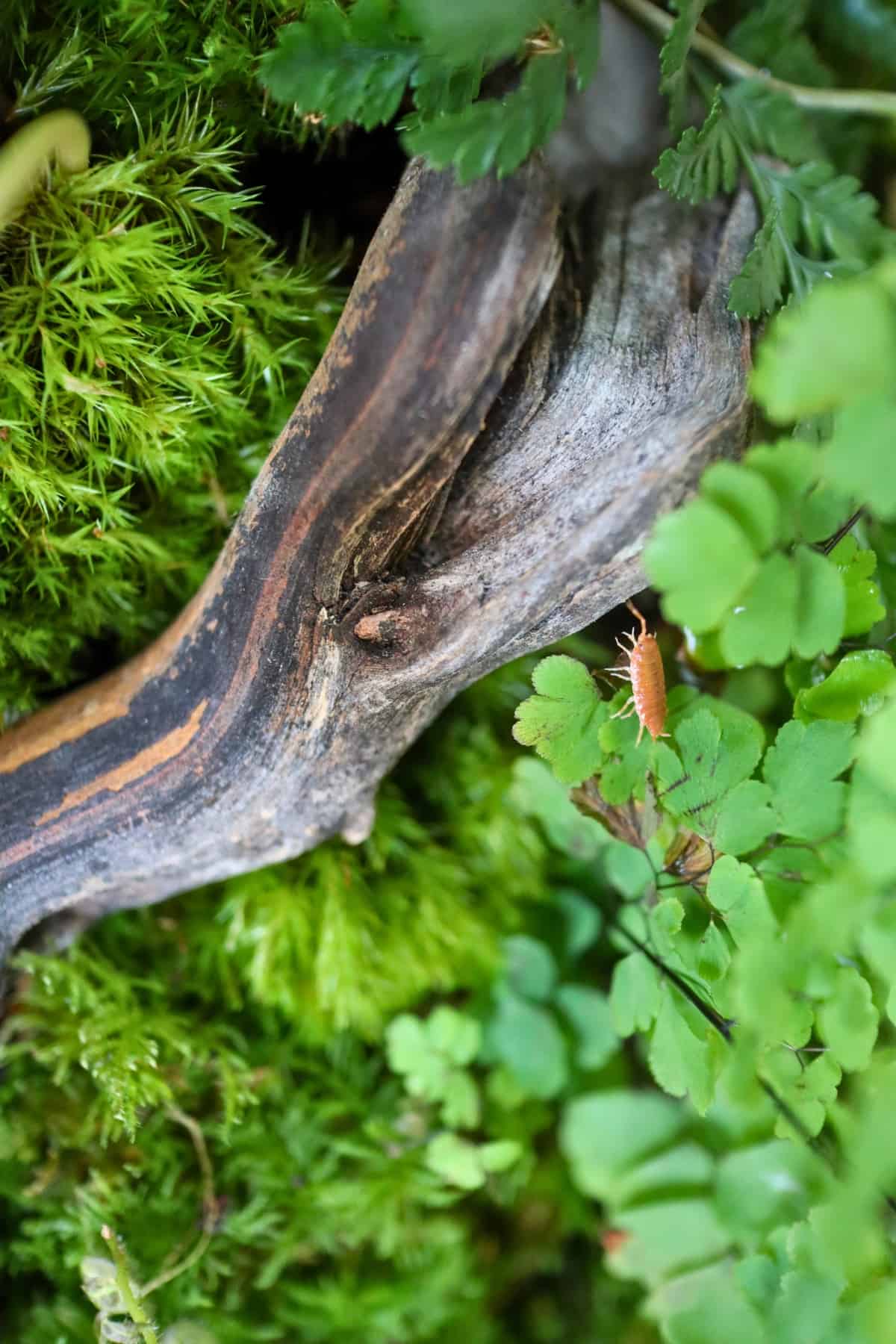 delta maidenhair fern in terrarium with orange isopod