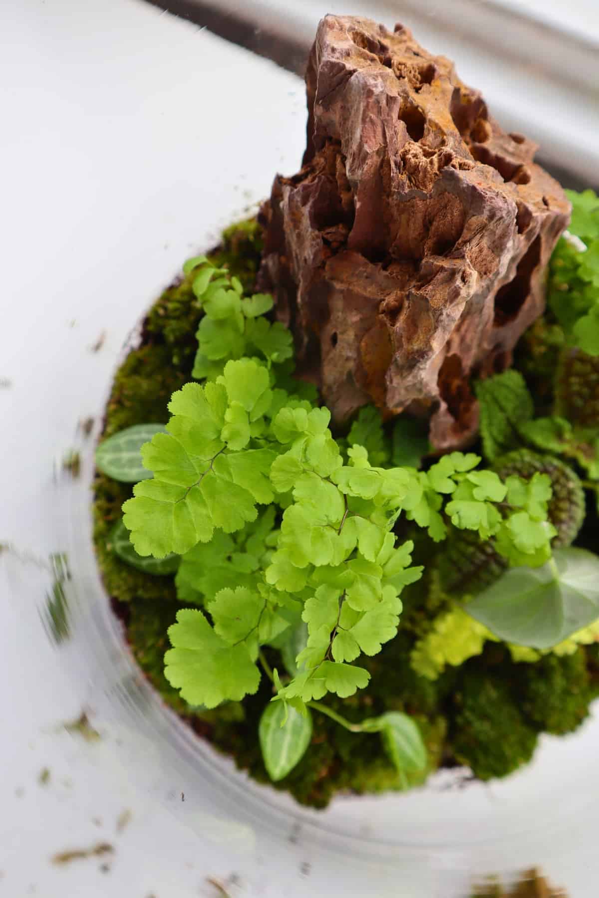 delta maidenhair fern in terrarium