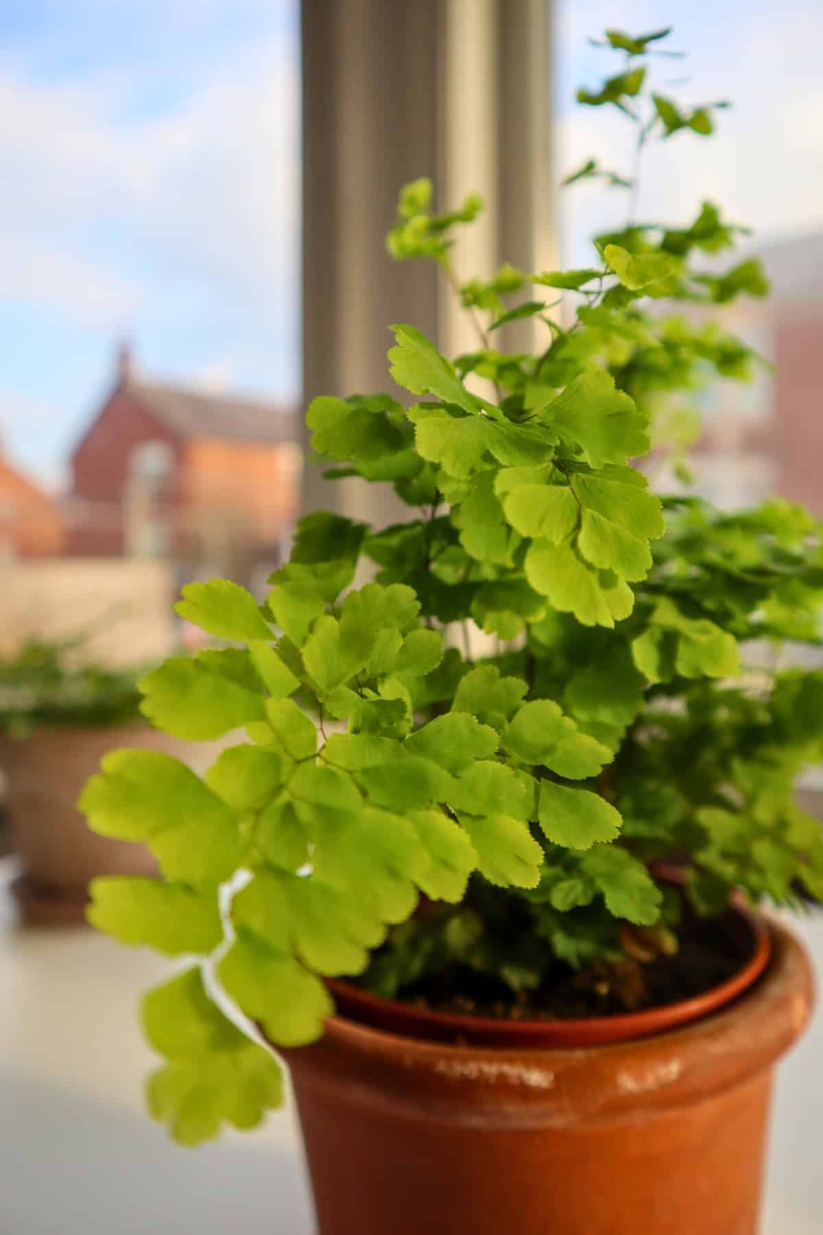 delta maidenhair fern in gentle light