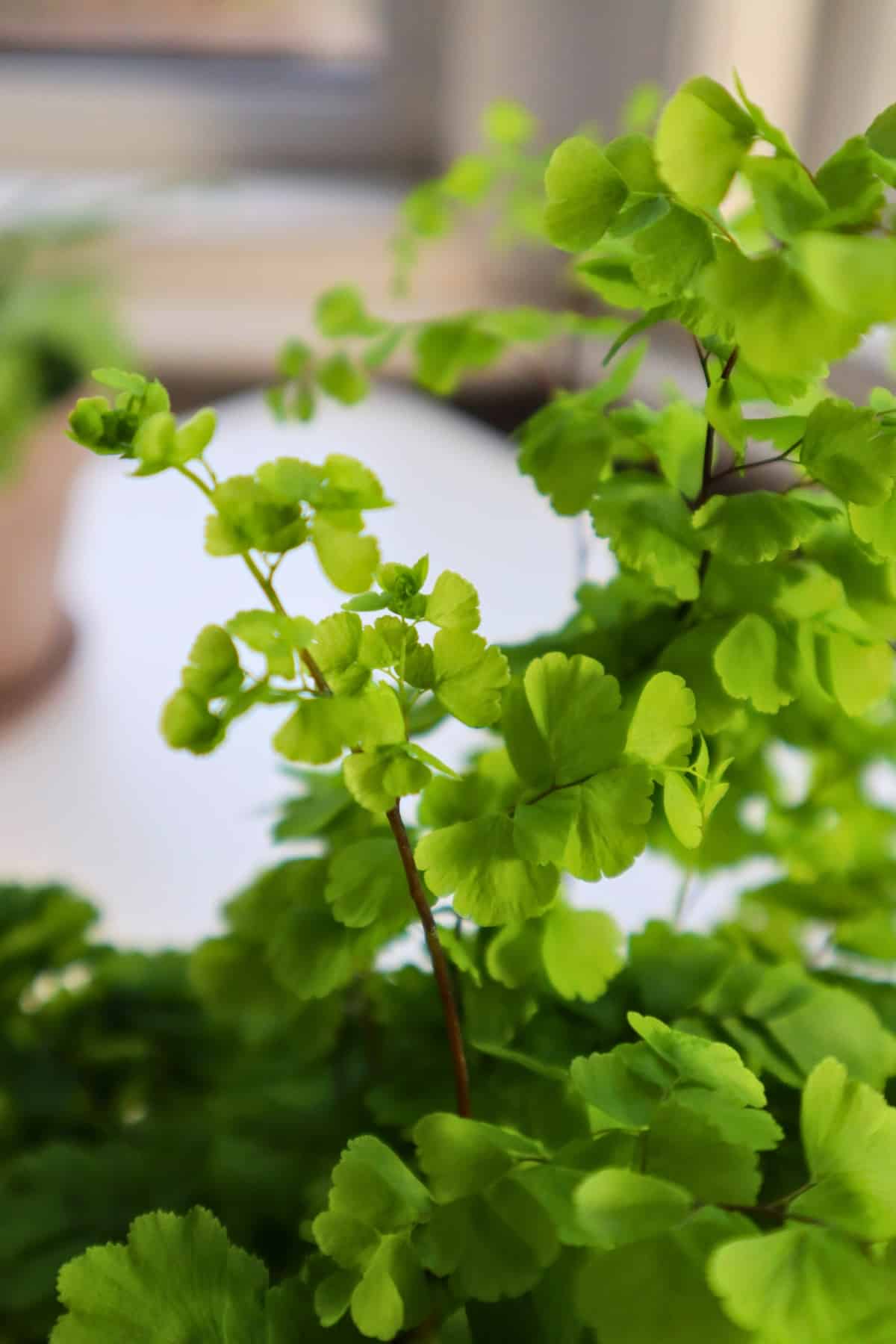 delta maidenhair fern new growth