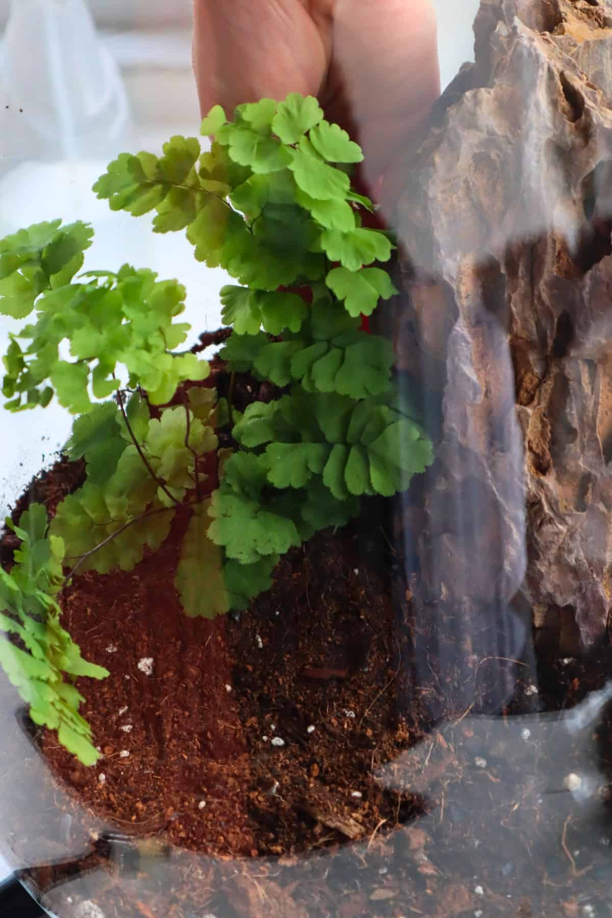 planting delta maidenhair fern in terrarium with quality soil