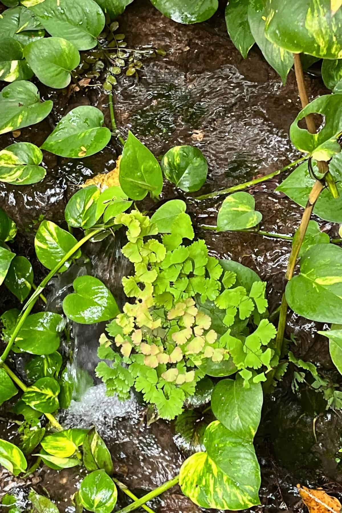 delta maidenhair fern growing in stream