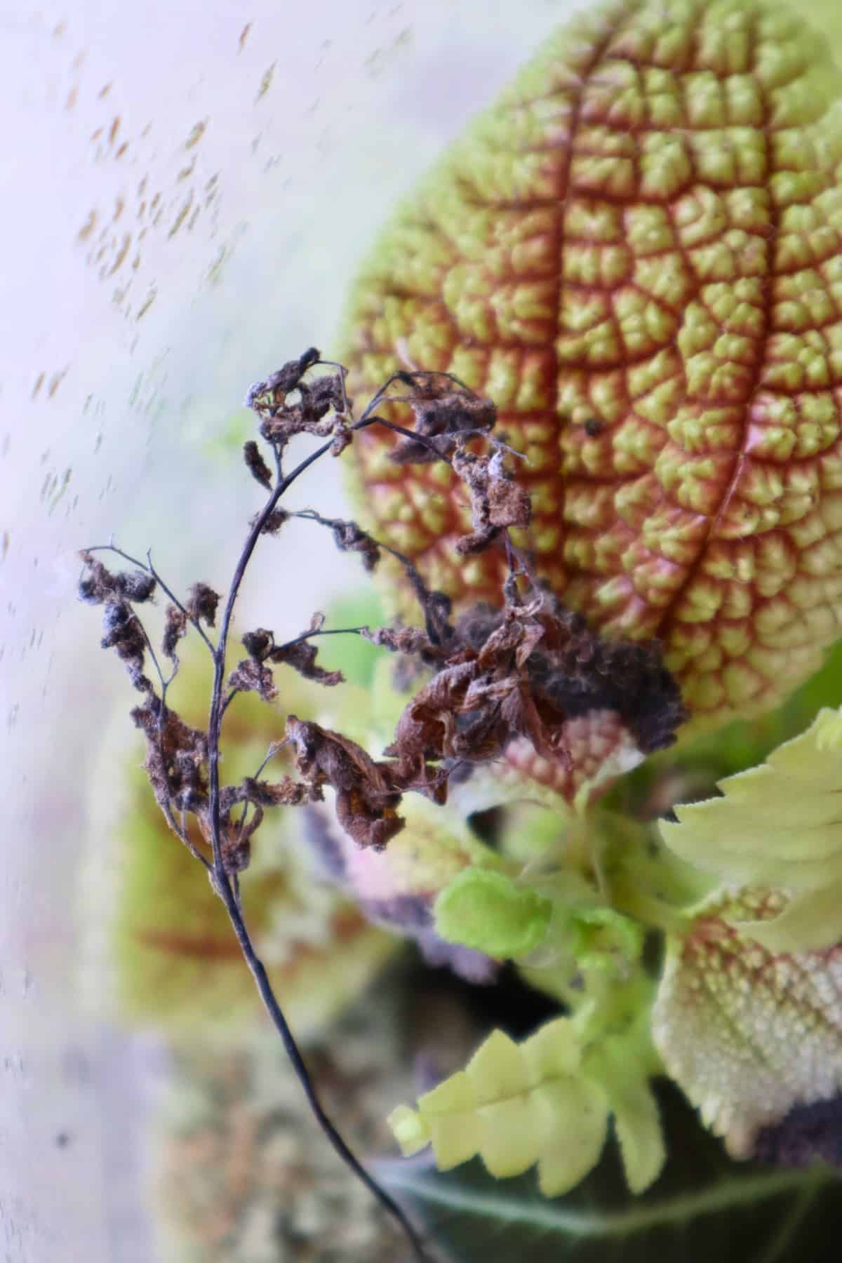 crisped delta maidenhair fern 