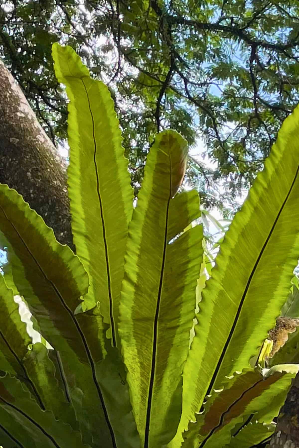 Bird's nest fern spores in wild