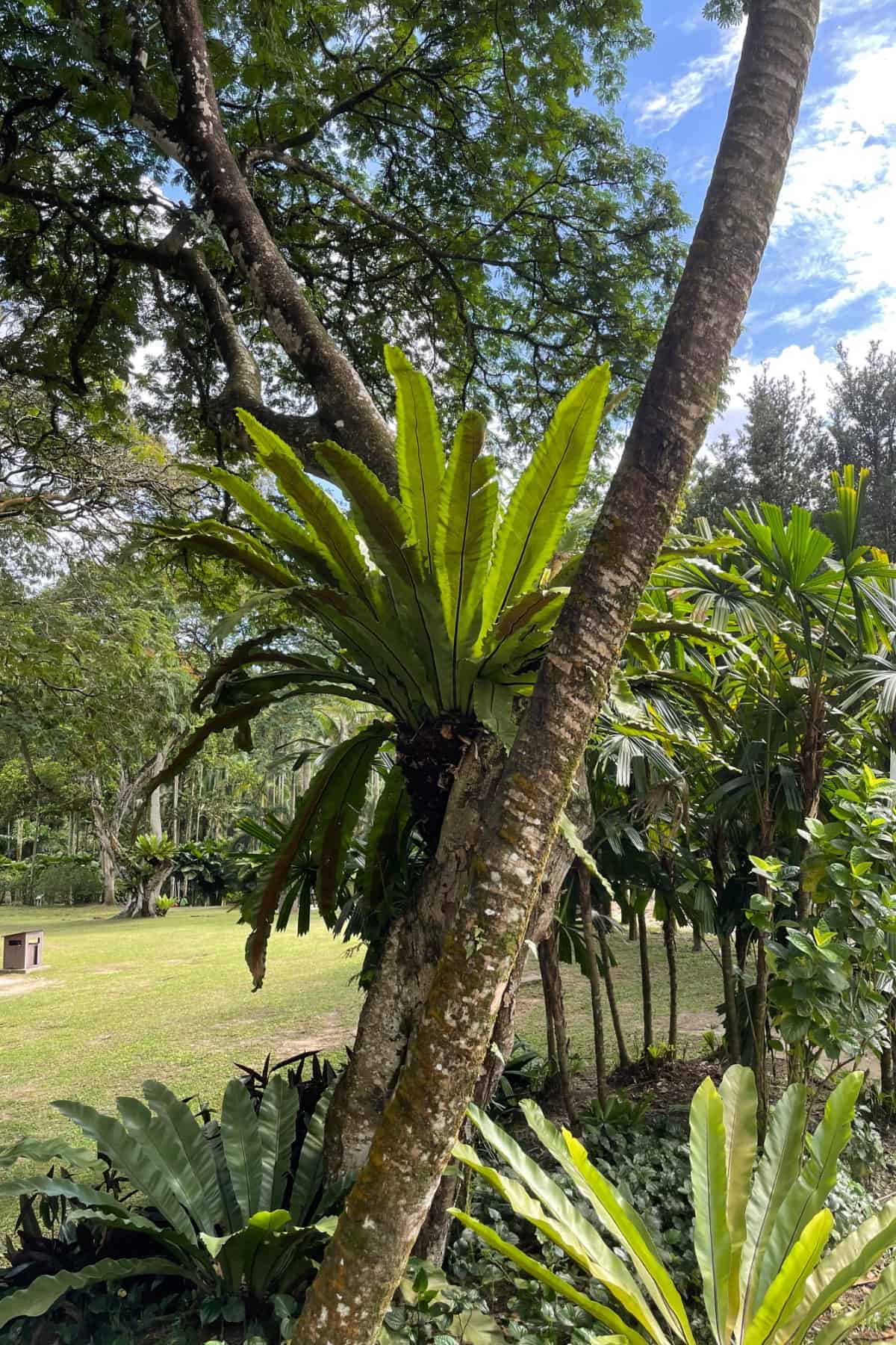 bird's nest fern in tree in malaysia