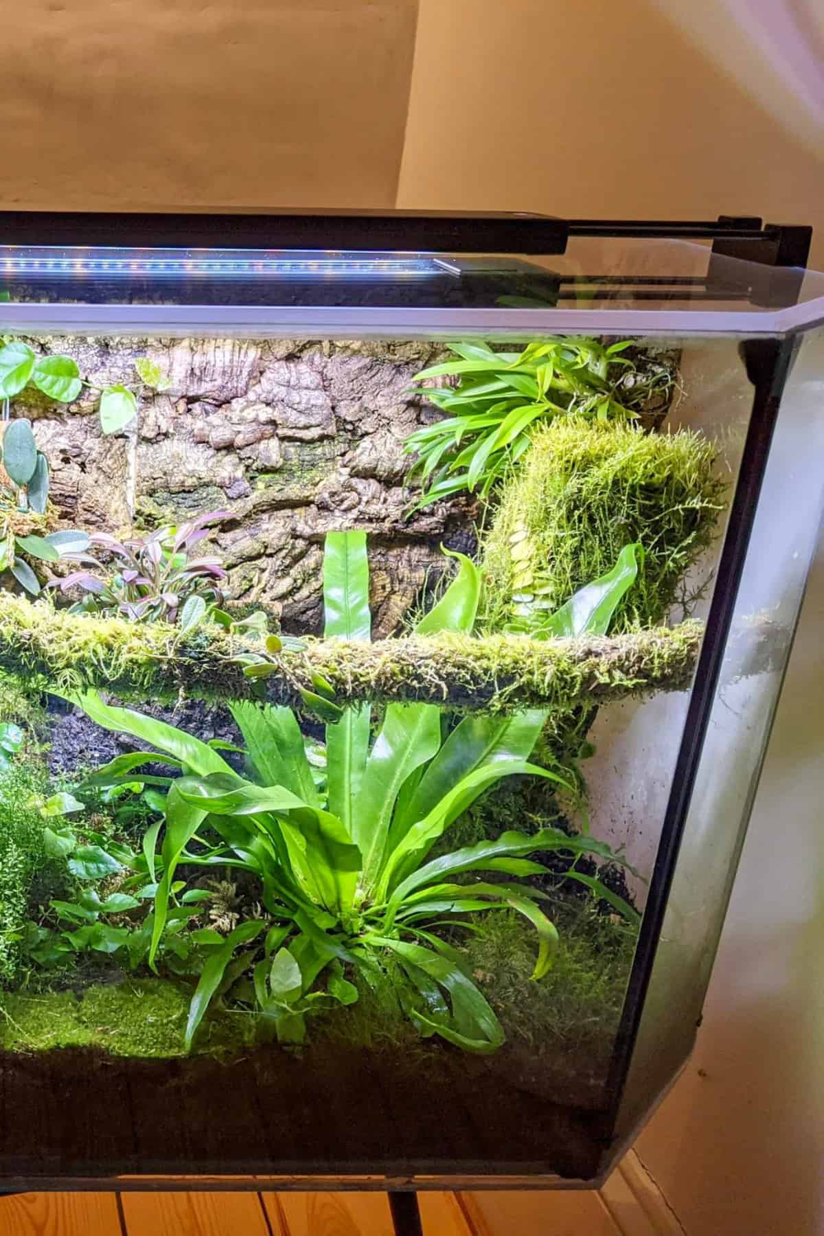 birds nest fern in tank terrarium