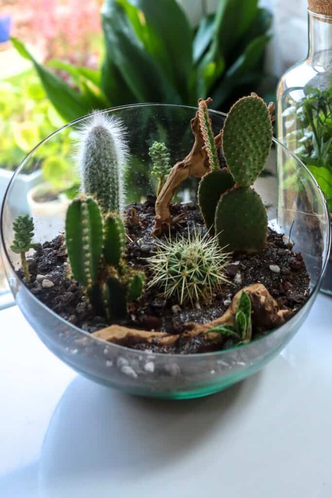 How to Make a Desert Terrarium (Step-by-Step) + Ideas - Terrarium Tribe