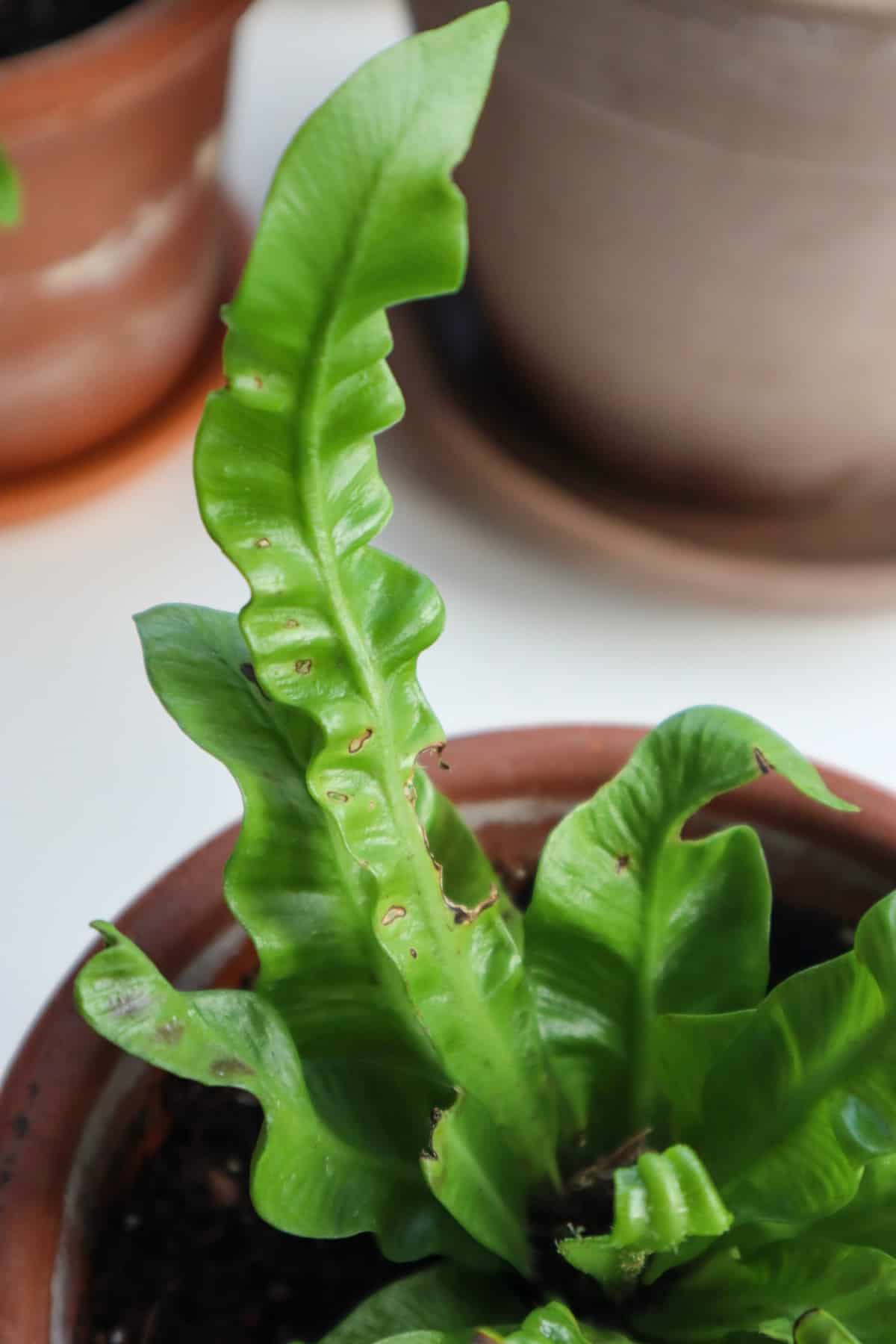 Crispy wave fern with long frond