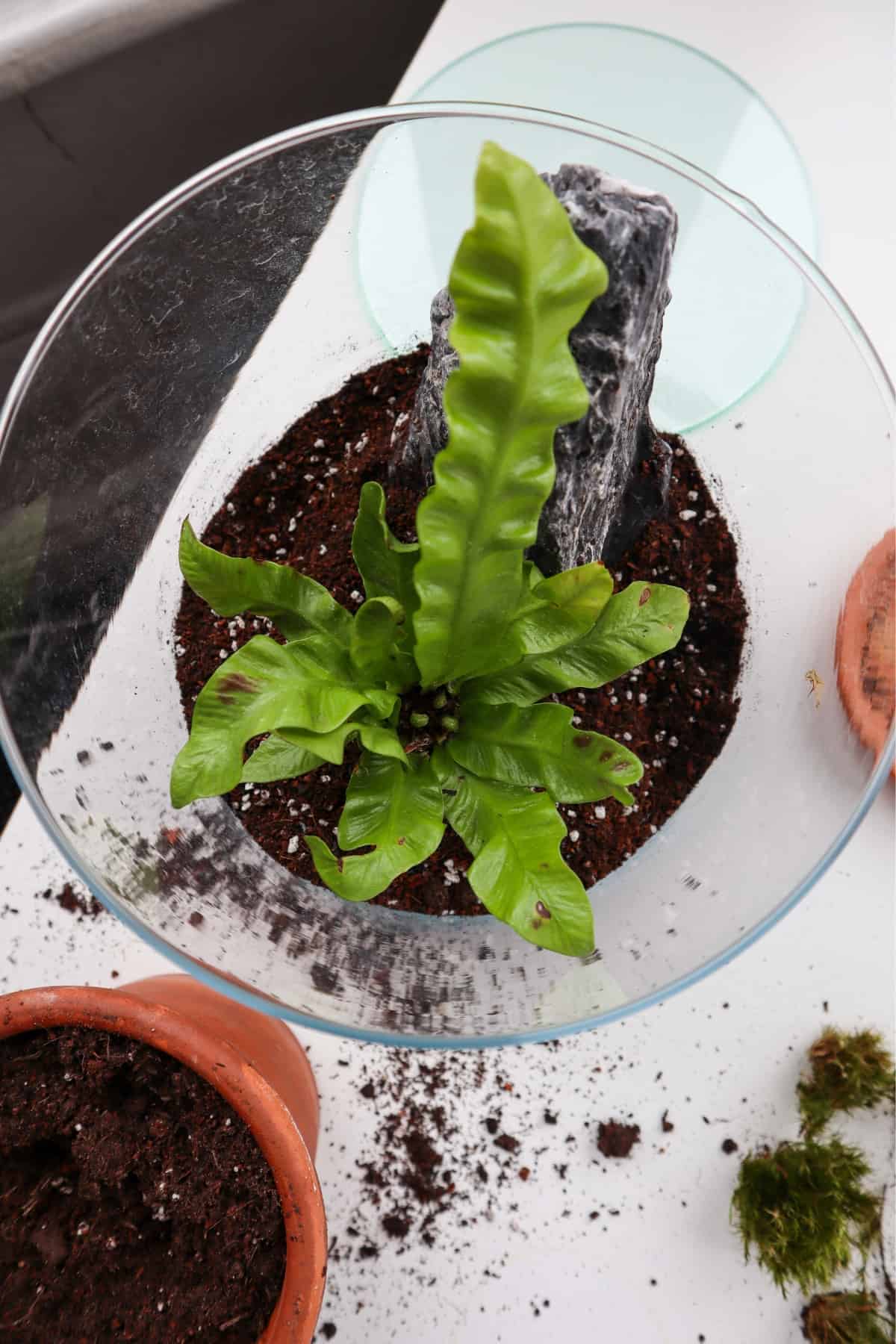 crispy wave fern in terrarium