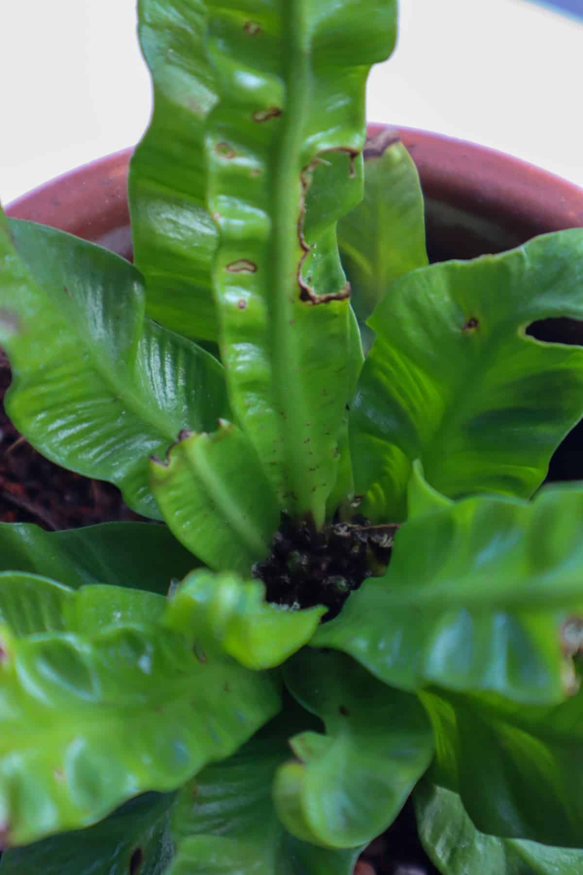 center of crispy wave fern